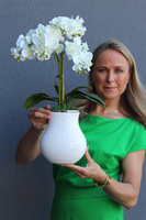 Akima 2, storczyk ecru w białym wazonie