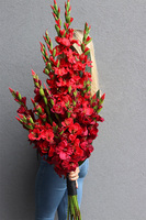 Mieczyki Czerwień, bukiet nagrobny do położenia