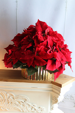 Gwiazda Betlejemska Goldeo 2, wysokiej jakości sztuczna roślina, wym.50x52cm