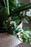 Amarylis w koszu z trawy