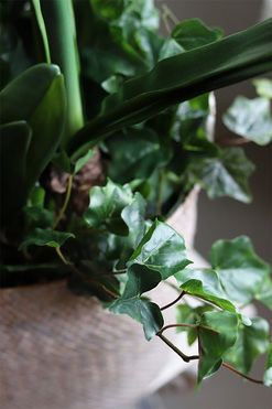 Amarylis Biel w koszu z trawy, wys.75cm 