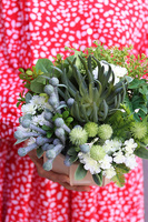 Grenoble, kompozycja sukulenty w okrągłej donicy