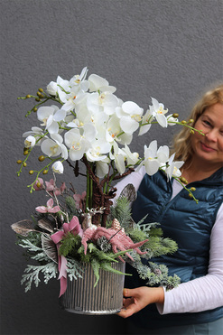 Pudrova Nerutea, elegancki storczyk zimowy, wys.65cm 