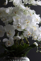 Hilton Silver, wysokiej jakości sztuczny storczyk