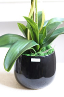 Fuksja Nemia Jerda, storczyk w czarnej doniczce