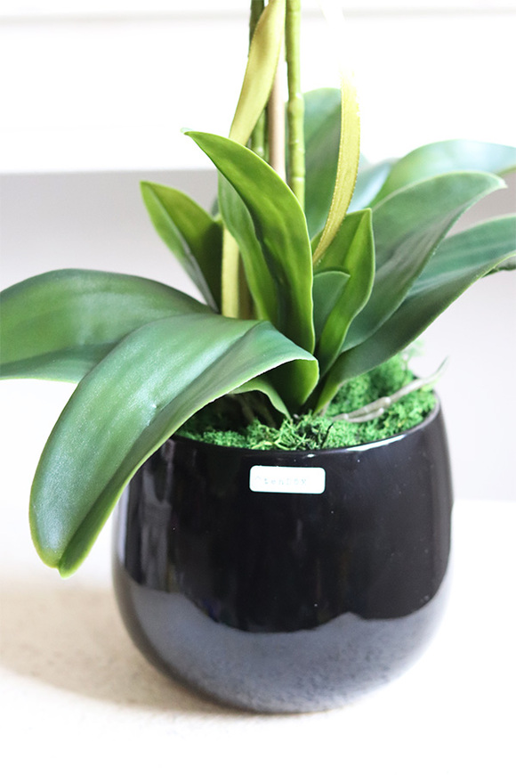 Fuksja Nemia Jerda, storczyk w czarnej doniczce