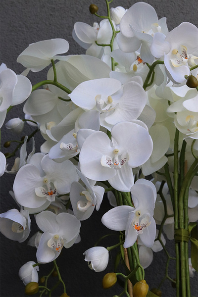 Grande Fiberglass Novelty Black, storczyk w czarnej donicy