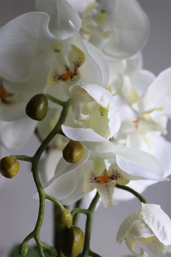 Goldigo, elegancki storczyk w miedzianej donicy, wys.58cm