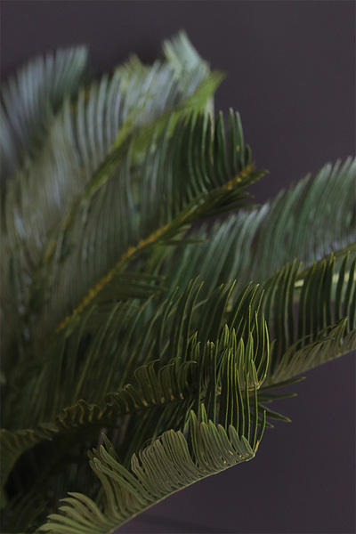 Cykas, sztuczna roślina w osłonce z tworzywa sztucznego,