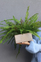 Momu Concrete, paprotka w betonowej donicy