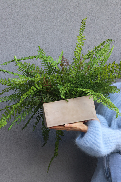 Momu Concrete, paprotka w betonowej donicy