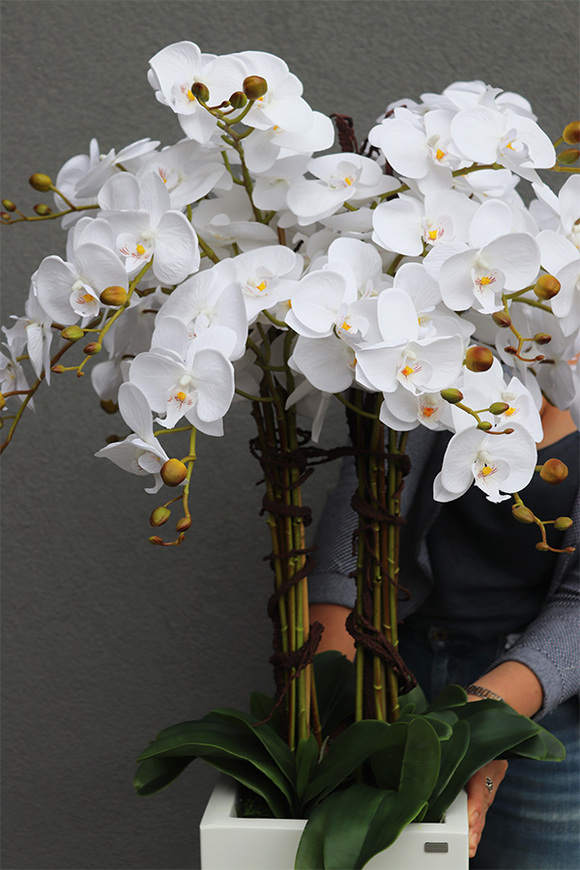 Grande Fiberglass Novelty, storczyk w białej donicy z fiberglass (połysk), wys.130cm