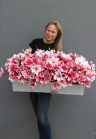 Dalila Magnolie, kompozycja z magnolii w stretchu do obsadzenia, wym.43x98x48cm