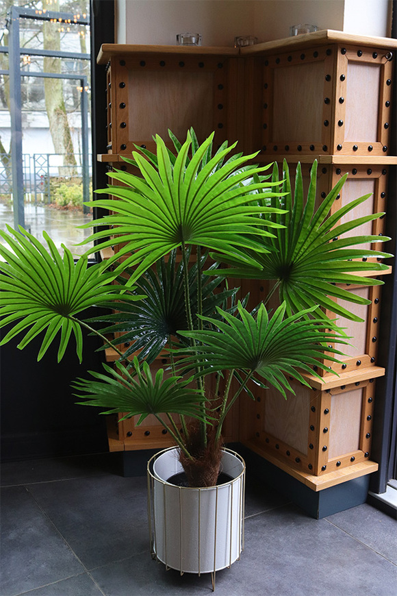 Palma Livistona Per Interni – Pianta Tropicale Vera In Vaso 12cm, Altezza 30-40cm, Regalo Verde