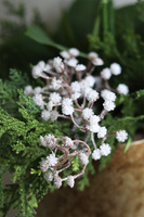 White Snow Oliver, elegancki storczyk zimowy