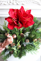 Amarylis&Paw, świąteczna kompozycja w pucharze