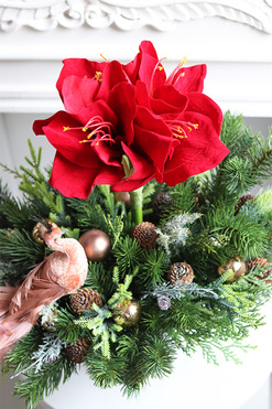 OD RĘKI Amarylis&Paw, świąteczna kompozycja w pucharze, wys.46cm 