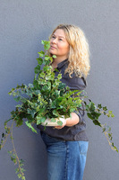 Pianola Ivy, zielona kompozycja z bluszczem w misie