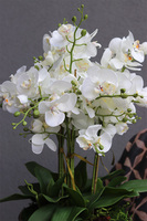 elegancki storczyk w złotej misie Verusta 2