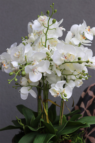 elegancki storczyk w złotej misie Verusta 2