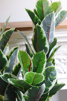 Figowiec Albino Basket, drzewko sztuczna roślina w koszu