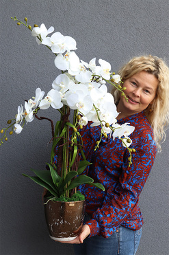 Goldissat, storczyk w miedzianej doniczce, wys.68cm