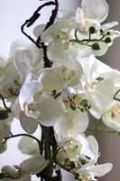 Silver Piano, biały storczyk w lustrzanej donicy