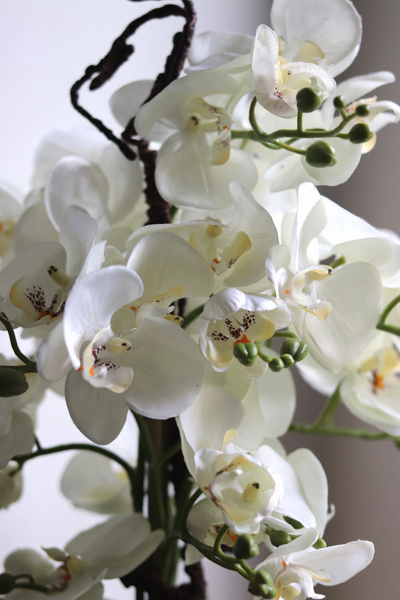 Silver Piano, biały storczyk w lustrzanej donicy