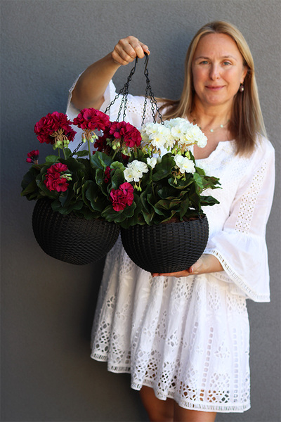 Pelargonia Cherry, kompozycja pelargonie w wiszącej donicy