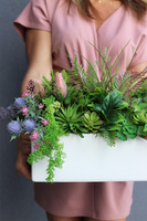 Ragona Retrana, zielona kompozycja w biało-srebrnej donicy