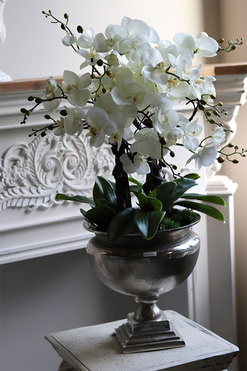 duży storczyk w eleganckim coolerze, Coolerita, wys.80cm