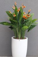 Strelicja Fiberglass Bahama 2, egzotyczna kompozycja w donicy