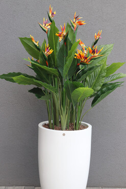 Strelicja Fiberglass Bahama 2, egzotyczna kompozycja w donicy, wym.174cm 