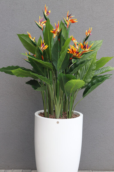 Strelicja Fiberglass Bahama 2, egzotyczna kompozycja w donicy