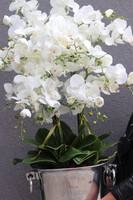 Cooler Fresco Italia, ekskluzywny sztuczny storczyk