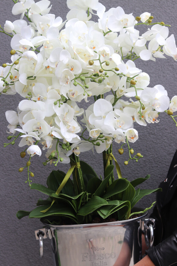 Cooler Fresco Italia, ekskluzywny sztuczny storczyk