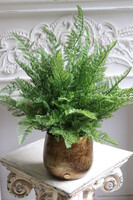 Paproć Gold Hilton, paproć w ozdobnej donicy