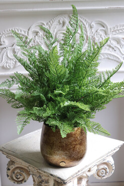 Paproć Gold Hillton, paproć w ozdobnej donicy, wym.53x40cm 