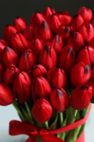 walentynkowy flowerbox wiosenny Czerwone Tulipany z kokardą