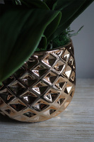 Goldigo, elegancki storczyk w miedzianej donicy, wys.58cm