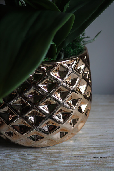 Goldigo, elegancki storczyk w miedzianej donicy, wys.58cm