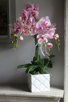 Bedolia Pink, różowy storczyk w donicy z kryształami, wys.62cm