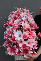 Dalila Magnolie, kompozycja z magnolii w stretchu do obsadzenia, wym.43x98x48cm