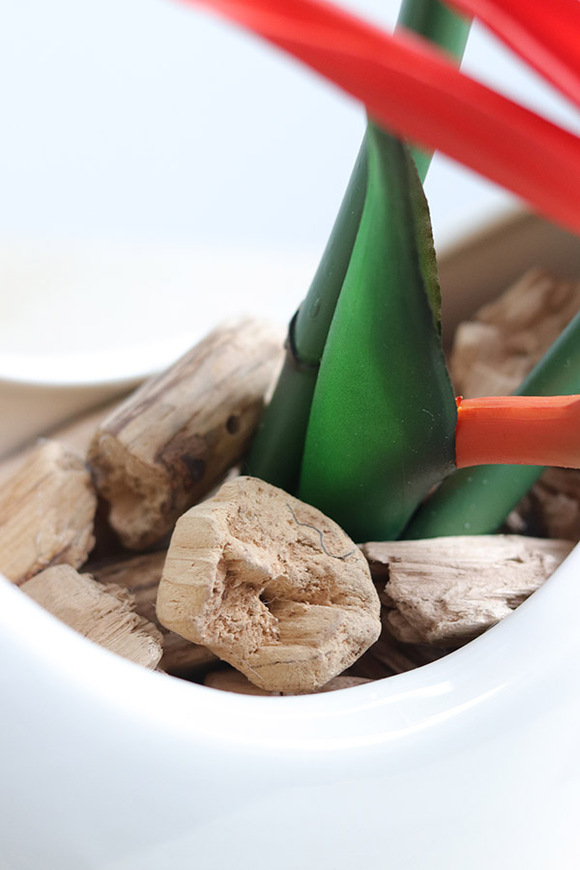 Strelicja Księżycowa, kompozycja ze strelicją w donicy