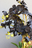 Black Orchid Diamonds, czarny storczyk glamour