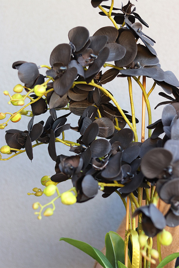 Black Orchid Diamonds, czarny storczyk glamour