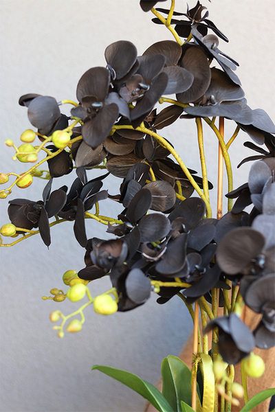 Black Orchid Diamonds, czarny storczyk glamour