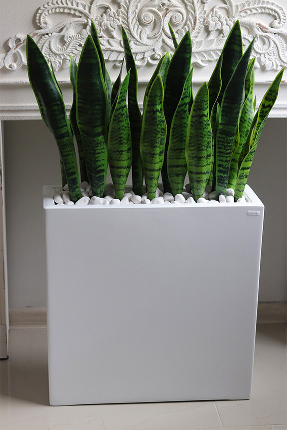 Sansewieria Fiberglass Marco 2, roślina sztuczna w donicy
