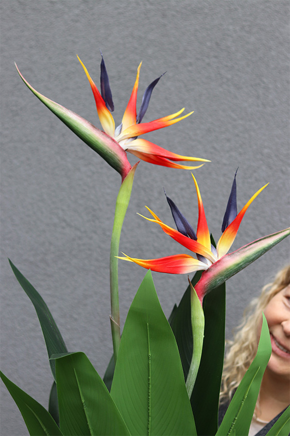 Strelicja Gaina Goldi, kompozycja w złotej donicy