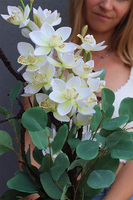 Joanne, wysokiej jakości storczyk w ceramicznej donicy, wys.60cm